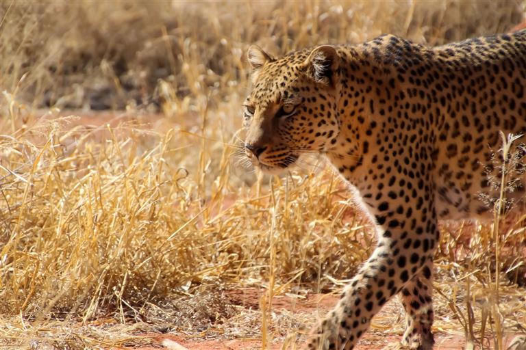 Namibia Classic  ©Denise Hasse/istock